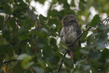 Eurasian pygmy owl sitting on a branch