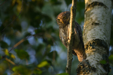 Eurasian pygmy owl in the forest