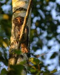 Eurasian pygmy owl on the branch