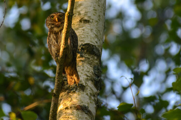 Eurasian pygmy owl 