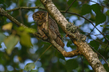 Eurasian pygmy owl hunting in the wood