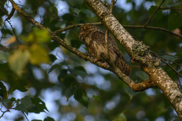 Eurasian pygmy owl