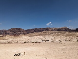 Jordan Trail long distance hiking from Dana Valley to Petra and Wadi Rum.Wadi Rum Desert, Jordan....
