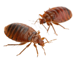 Two detailed macro photographs of the same common bed bug insect with its segmented body and legs isolated on transparent background