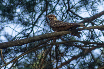 Eurasian Nightjar perched on branch