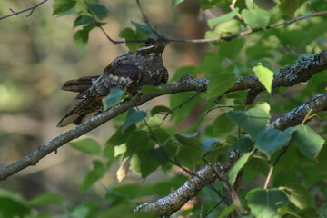 Eurasian Nightjar in the wood