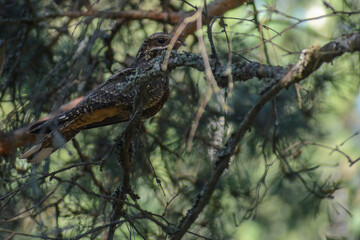 Eurasian Nightjar in the forest