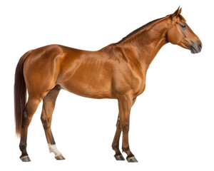 Naklejka premium A beautiful chestnut horse with a flowing mane and tail stands gracefully in profile isolated on transparent background