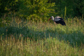 white stork hunting on the field