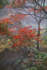 Captivating Autumn Scene: Vibrant Red Maple Leaves In Enchanting Foggy Landscape Awash In Rich Colors Of Fall, Nature's Masterpiece For All To Appreciate And Enjoy