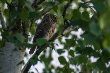 Eurasian pygmy owl in the birch wood