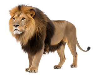 Obraz premium Majestic male lion with a full mane stands confidently looking to the side with a powerful presence isolated on transparent background