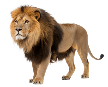 Majestic male lion with a full mane stands confidently looking to the side with a powerful presence isolated on transparent background
