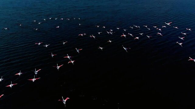 A flock of flamingos flies over the dark waters of a lake