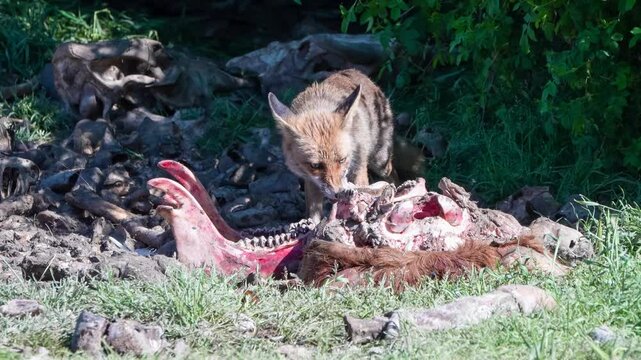 close-up of a wild Iberian Red Fox (Zorro, Vulpes Vulpes Silacea) at a vulture feeding site