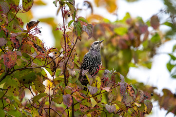 Star im Baum im Herbst