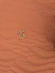 Orange color sand texture pattern background. Wadi Rum desert, Jordan,Arabia scenic beautiful panorama,Close-up of redorange sand on desert
