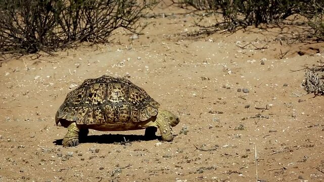 Leopard tortoise eating in dry land in Kgalagadi transfrontier park, South Africa ; Specie Stigmochelys pardalis family of Testudinidae