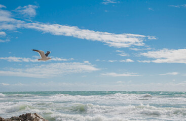 Seagull glides over frothy waves