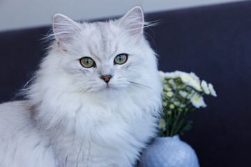 Charming Gray Cat with Striking Green Eyes Posing Elegantly Against a Simple Background with Flowers