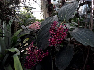 flowers in the garden