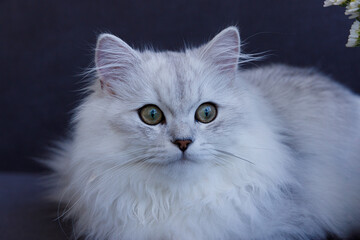 Elegant Silver Cat with Striking Green Eyes Resting on a Sofa, Capturing the Attention with Its...