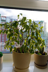 Bright Indoor Plant Potted on a Windowsill Surrounded by Urban View with Soft Natural Lighting Enhanced by the Sun's Rays Illuminating the Green Leaves Capturing Nature's Beauty