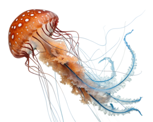 A stunning close up of a japanese sea nettle jellyfish with its bell adorned with white spots and delicate tentacles flowing gracefully in the water isolated on transparent background