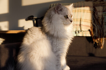 Adorable Fluffy Cat in Warm Afternoon Light with Textured Throw in the Background Creating a Cozy...