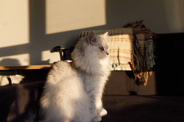 A Serene Scene Featuring a White Cat in a Sunlit Room with Soft Shadows and Cozy Textiles for a...
