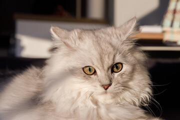 Captivating Close-Up of a Beautiful Grey Cat with Striking Green Eyes Relaxing in a Sunlit Room