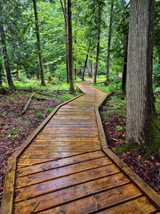 Obraz premium A winding dark wooden boardwalk weaves through lush green forest, glistening with moisture after rain. Wet leaves, rich foliage, and damp earth evoke a serene, natural post-rain atmosphere.