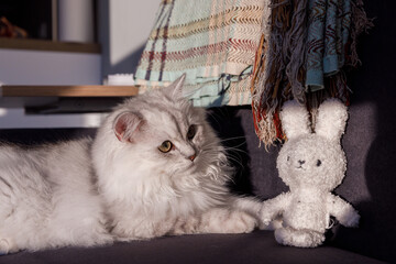 Adorable White Cat with Lush Fur Glances Curious at a Soft Toy Bunny Under Gentle Afternoon Light...