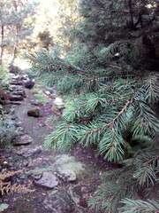 pine tree in the forest