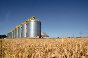 Wheat production and storage in the State of Paraná, Brazil.