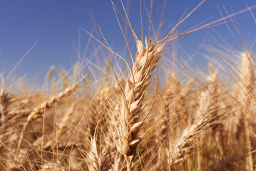 Wheat production and storage in the State of Paraná, Brazil.