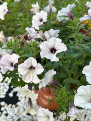 Blooming white petunias in flower pots in the garden. Vertical. Petunias in plastic outdoor...