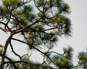 Red-tailed Hawk Perched In Pine Tree with Mockingbird