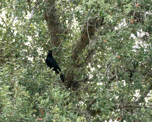 Fish Crow sitting in oak tree singing