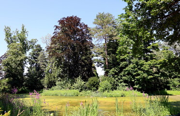 Weiher auf dem Freiburger Hauptfriedhof im Sommer