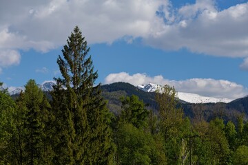 A scenic view showcases a tall conifer tree against a backdrop of mountains and a cloudy blue sky in Zakopane - Lesser Poland - Poland
