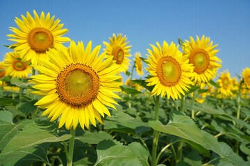 Bright sunflower field on a sunny summer day