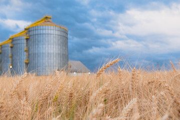 Wheat production and storage in the State of Paraná, Brazil.