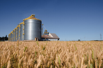 Wheat production and storage in the State of Paraná, Brazil. © Ricardo