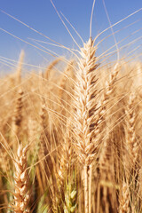 Wheat production and storage in the State of Paraná, Brazil.