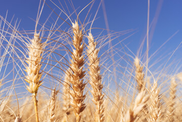 Wheat production and storage in the State of Paraná, Brazil.