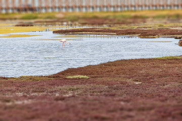 Greater flamingo wading gracefully through a vibrant lagoon, foraging for food amidst the stunning colors