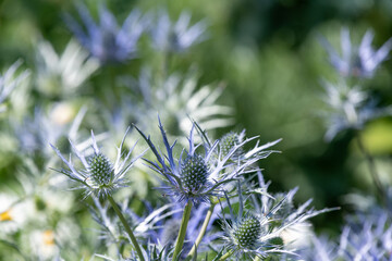 Close up of sea holly (eryngium) flowers in bloom