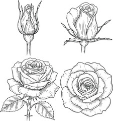 Black and white line art illustrates a rose life cycle, showing the progression from bud to full bloom, botanical art perfect for tattoos or clip art.