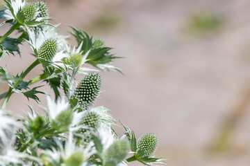 Close up of sea holly (eryngium) flowers in bloom